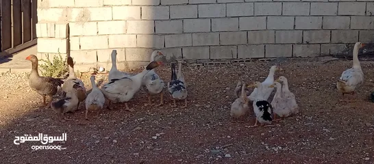  2 وز وبط للبيع او للبدل على صخله أو عبور مع دفع الفرق