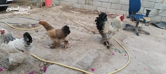 4 متاح دجاج براهمه دجاجتين بياضات وديج بصحه جيده
