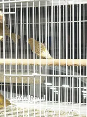  9 يوجد طيور كناري مميزة وجميلة في الخليل