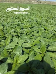  18 ملوخيه ورق وملوخيه ناشفه مفروكه وناعمه بدون عيدان مغسله ومنقبه وجاهزه لطبخ