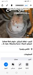  1 للبيع – قطط شيرازي  متوفر قطط هملايا شيرازي أصيلة، صحية ونشيطة، بفراء طويل ناعم وعيون واسعة لامعة،