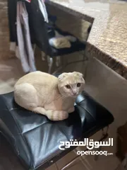  3 قطو مفقود تم فقده بالمول الذي بجانب شركة كوبرا