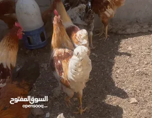  1 ديوك لوهمان للبيع