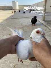 15 كوم حمام للبيع