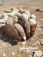  1 خرفان اضاحي نخب