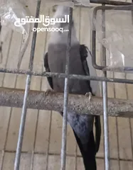  12 متاح في السلط