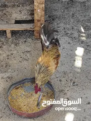  3 ديك وجاجة بياض