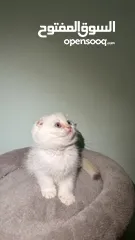  5 Scottish fold female  انثى سكوتش فولد