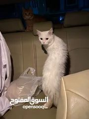  1 قط شيرازي أبيض White Male Persian Cat