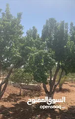  5 مزرعه جميله في مادبا جبيل