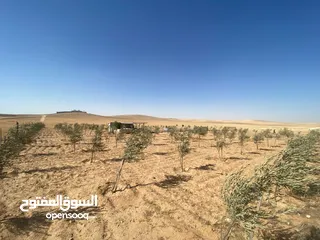  18 مزرعه زيتون