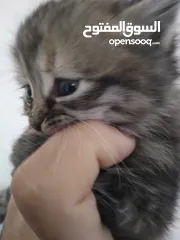  1 قطط  جميلات صغيرات للبيع