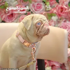  4 انجليش بولدوغ ،وارد روسيا ،ذكر