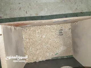  7 لعشاق الزق اليدوي