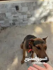  6 كلب دوبر شيبرد مدرب اقرأ وصف