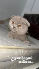  1 مطلوب ذكر سكوت فولد ستريت  للتزاوح بدون مقابل مادي