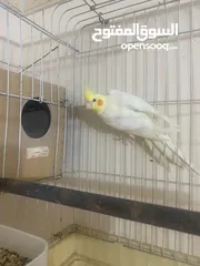  9 جوز كوكتيل على وجه بيض اغلب وقتهم بلكوخ