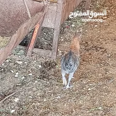 14 فراخ للبيع السلط
