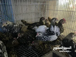  6 فراريج إسباني