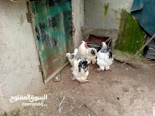  6 بيت دجاج براهيم وباكستاني