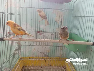  26 اقرى الوصف