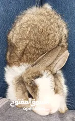  4 Baby rabbits for sale