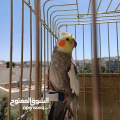 15 عصافير كوكتيل للبيع حبات جامبو ونضيفه