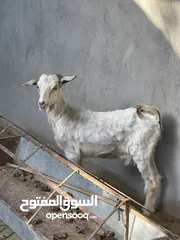  1 سخلان للبيع