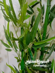  11 أشجار صناعي بجذع طبيعي شامل القوار