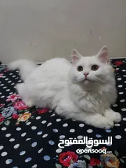  2 قطط ذكر وانثى العمر سبعه شهور
