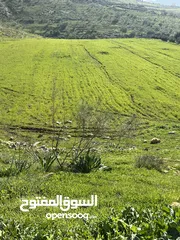  4 ارض للبيع جرش عنيبه منطقة شاليهات مساحة الارض 3500متر بقوشان مستقل اطلاله مميزه جدا جدا
