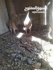  2 موجود ديكين وجاجيتن وجوزين حمام بواز مغبرات وجوز شفرات واربع حبة بغادنه صفر