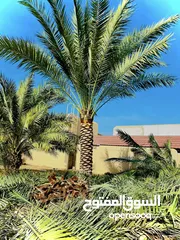  6 Date Palm Trees