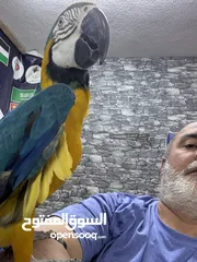  6 حبتين مكاو للبيع
