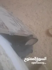  2 ارانب الماني للبيع موجودات بعمان