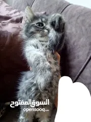  4 همالايا مكس شانشيلا