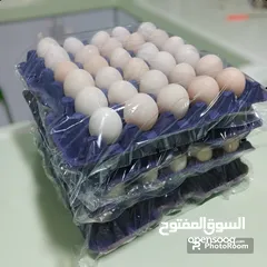  1 طبق بيض بلدي