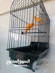  9 قفص ببغاء للبيع /وكنار احمر للبيع