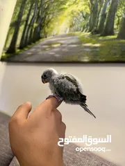  3 بعد الصلاة على النبي فرخ ريدرام براكيت زق يدوي متعود على الزق باقي التفاصيل بالوصف