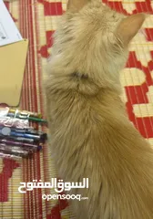  2 قطه للبيع. Cat for sale.