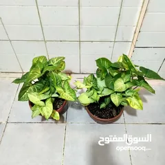  5 indoor airpurify plants