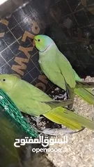  9 Green parrot 2 breading pair 100% bread pair