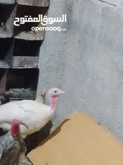  3 حمام للبيع + حبش عدد واحد فرنسي