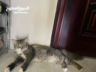  4 قطط للبيع انثى وذكر