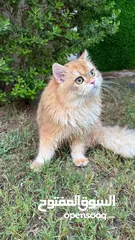  2 1500British longhair male