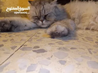  5 قطه هملايا انثى
