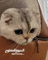  4 بيور سكوتش فولد للبيع