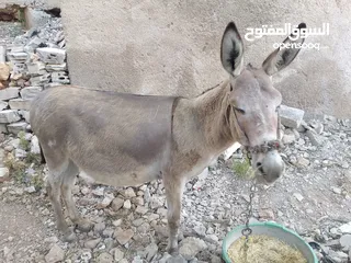  1 حماره عاقله
