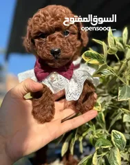 3 korean toy poodle T_cup now in Jordan كورين توي بودل تيكب