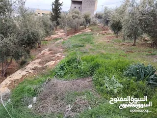  15 مزرعه مع بيت ريفي جاهز حديث مفروش جاهز يصلح مزرعه او سكن ريفي